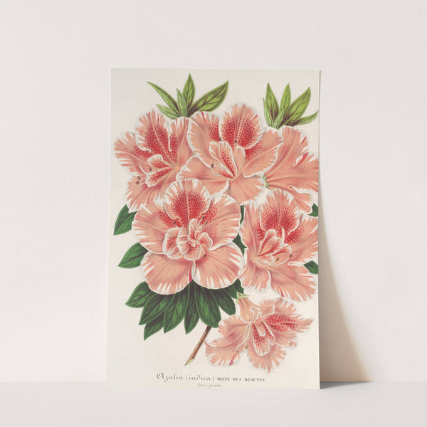 Azalea indica by Charles Antoine Lemaire