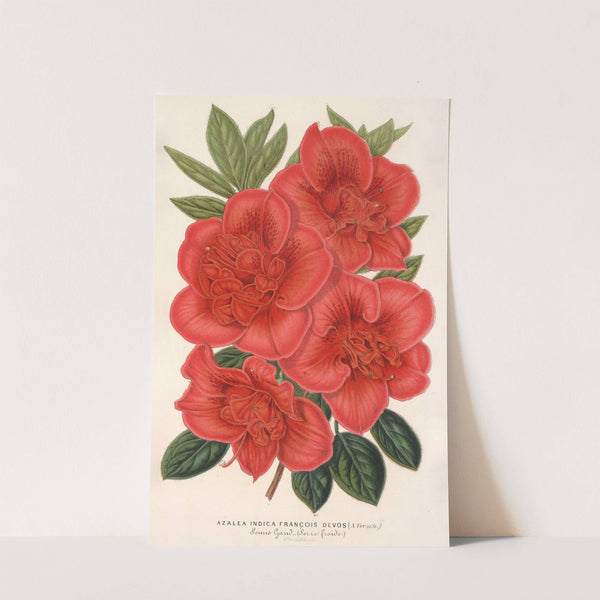 Azalea (indica) François Devos (hybride) by Charles Antoine Lemaire