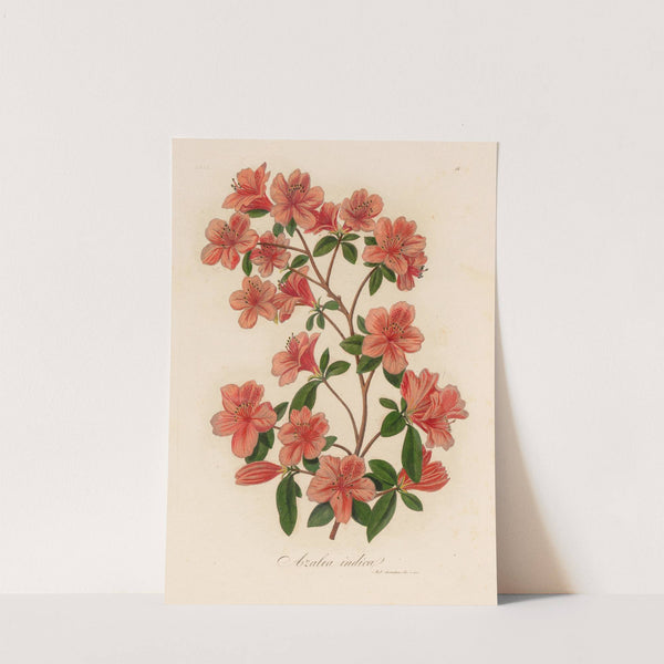 Azalea indica (1818-1824) by Gaetano Savi