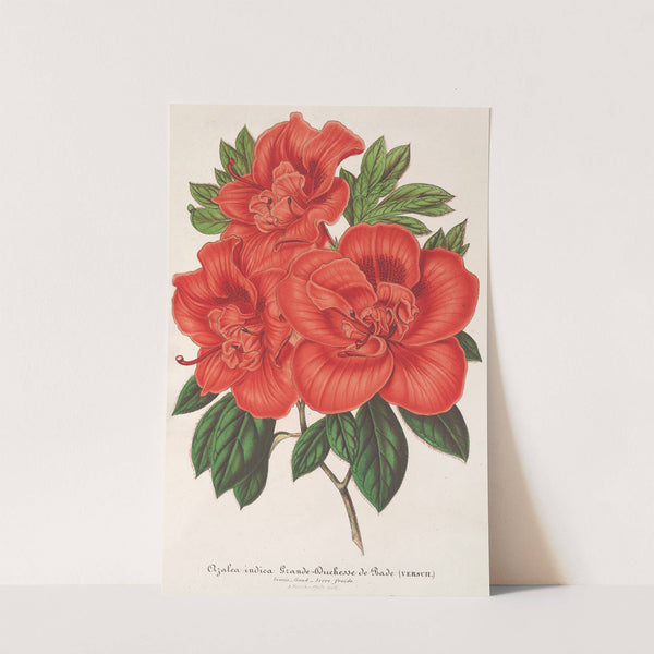 Azalea (indica) Grande Duchesse de Bade by Charles Antoine Lemaire