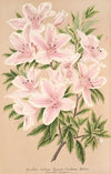 Azalea indica Grande Duchesse Helene