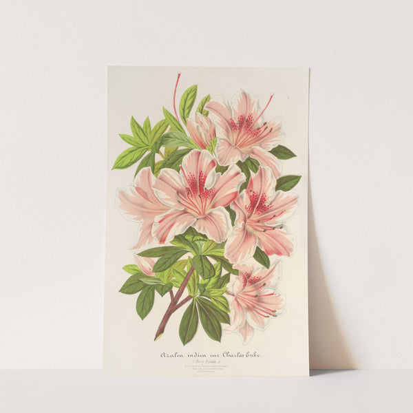 Azalea indica (hybrida) Charles Enke by Charles Antoine Lemaire