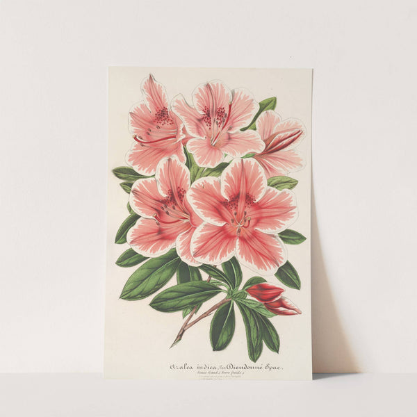 Azalea indica (hybrida) Dieudonné Spae by Charles Antoine Lemaire