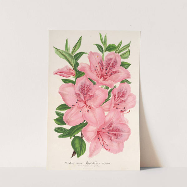 Azalea indica (hybrida) gigantiflora by Charles Antoine Lemaire