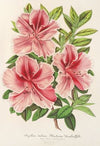 Azalea indica (hybrida) Madame Verschaffelt