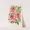 Azalea indica (hybrida) Madame Verschaffelt by Charles Antoine Lemaire