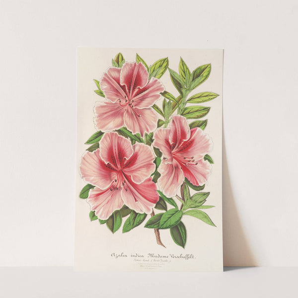 Azalea indica (hybrida) Madame Verschaffelt by Charles Antoine Lemaire