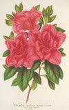 Azalea (indica, hybrida) Madame Wagner