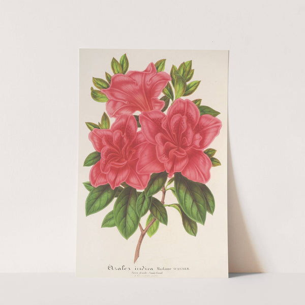 Azalea (indica, hybrida) Madame Wagner by Charles Antoine Lemaire