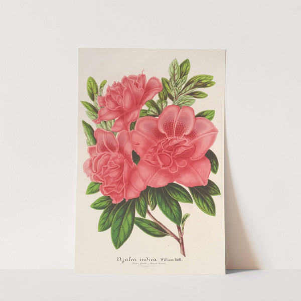Azalea (indica, hybrida) William Bull by Charles Antoine Lemaire