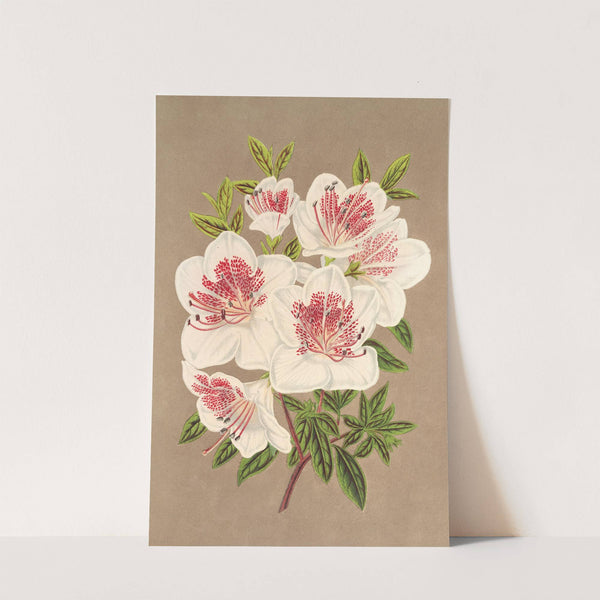 Azalea (indica) Reine des Pays-Bas by Charles Antoine Lemaire