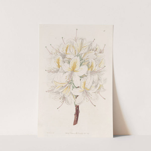 Azalea Laetitiae by Sydenham Edwards