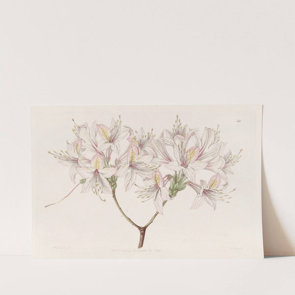 Azalea Ludoviciae by Sydenham Edwards