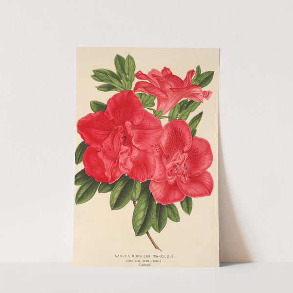 Azalea Monsieur Warocqué by Charles Antoine Lemaire