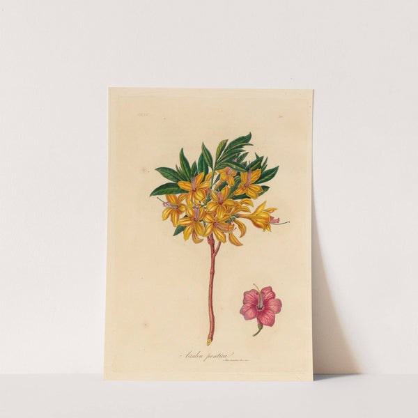 Azalea pontica (1818-1824) by Gaetano Savi