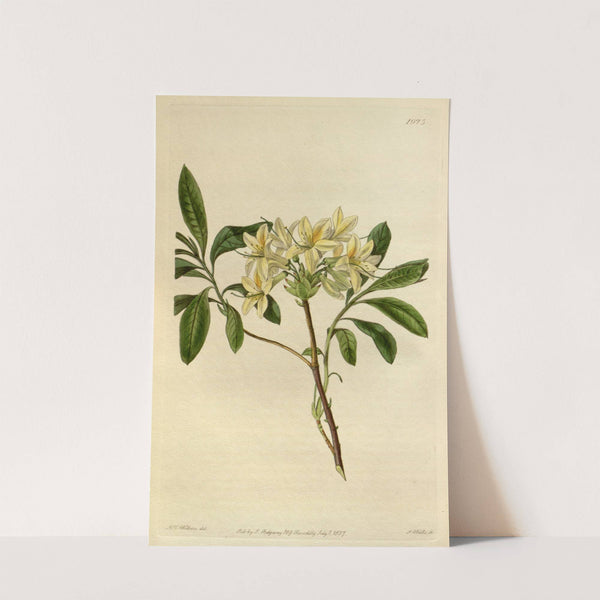 Azalea Seymouri by Sydenham Edwards
