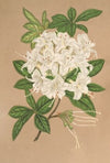 Azalea sinensis var Albiflora