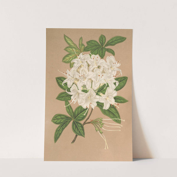 Azalea sinensis var Albiflora by Charles Antoine Lemaire