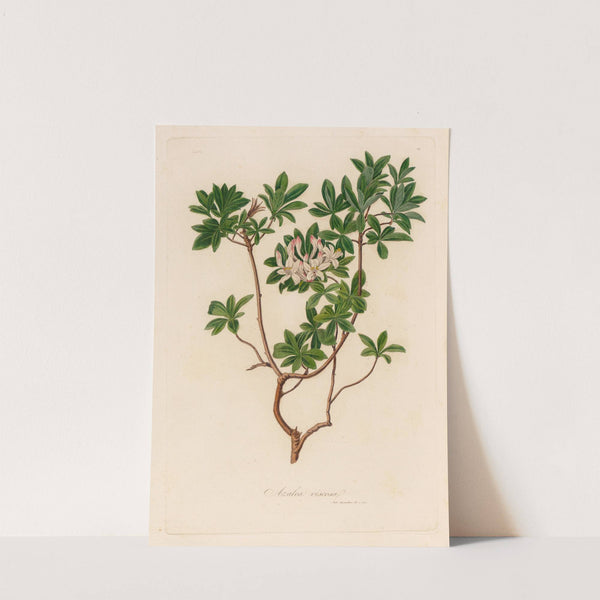 Azalea viscosa (1818-1824) by Gaetano Savi
