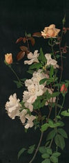 Azaleas and Roses