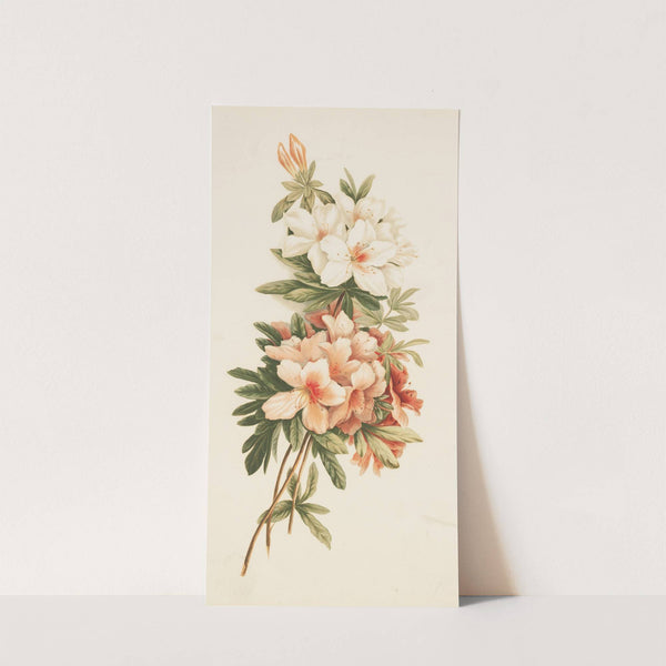 Azaleas (ca. 1861–1897) by Louis Prang & Co.