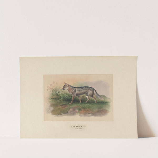 Azara's Fox by Joseph Wolf