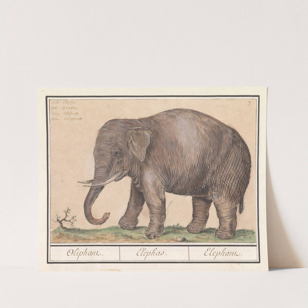 Aziatische olifant (Elephas maximus) Oliphant. Elephas. Elephant. (1596-1610) by Anselmus Boëtius de Boodt