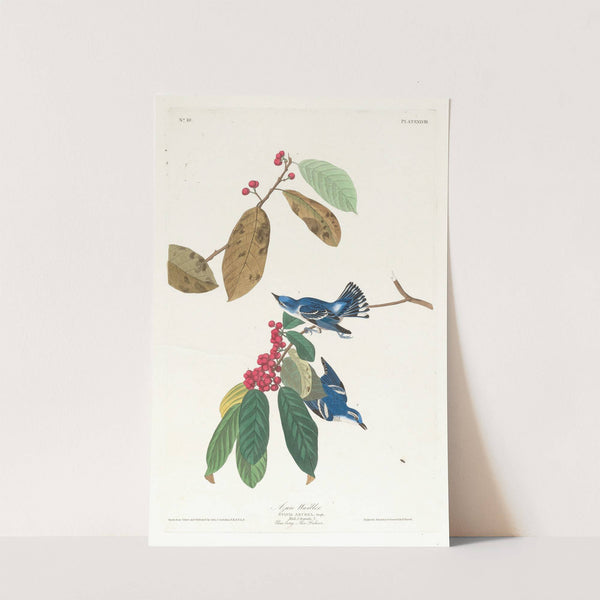 Azure warbler by John James Audubon