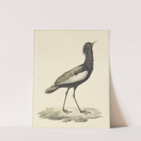 Baardtrap (Eupodotis bengalensis ; Houbaropsis bengalensis) by Pieter Pietersz. Barbiers