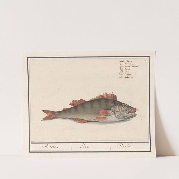 Baars (Perca fluviatilis) Baers. Perca. Perche. (1596-1610) by Anselmus Boëtius de Boodt