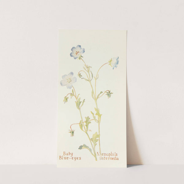 Baby Blue-eyes by Margaret Armstrong