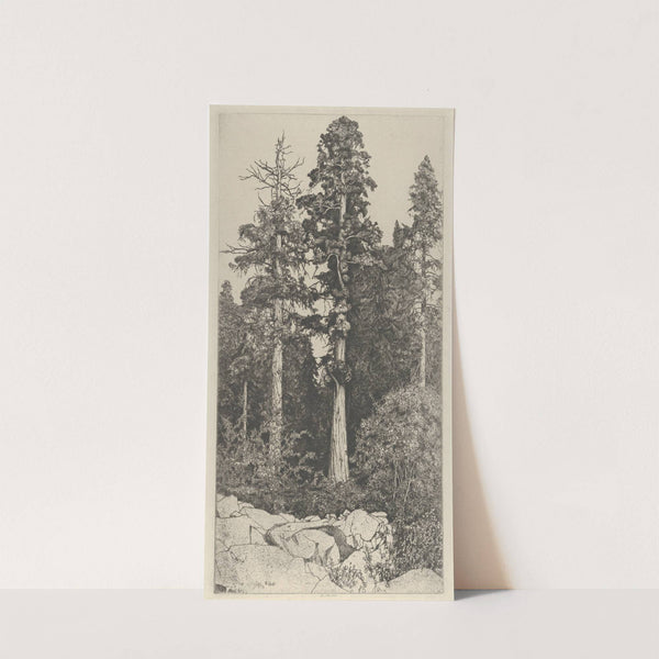 Baby Sequoia (1915) by Ernest Haskell