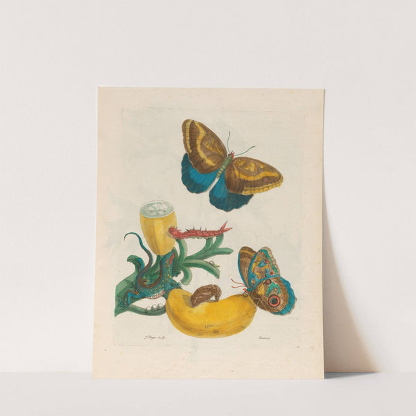 Baccores (1719) by Maria Sibylla Merian