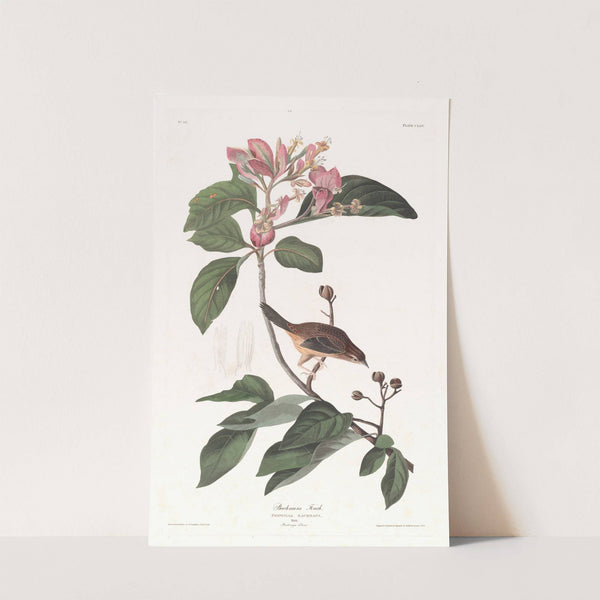 Bachmans finch by John James Audubon