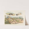 Badger hunting; dogs chasing and attacking badgers (1817-1818) by Henry Thomas Alken