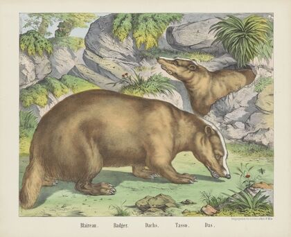 Badger (1829-1880)