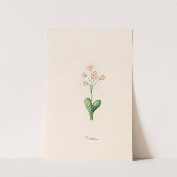Baernobren (1692) by Magdelena Rosina Funck