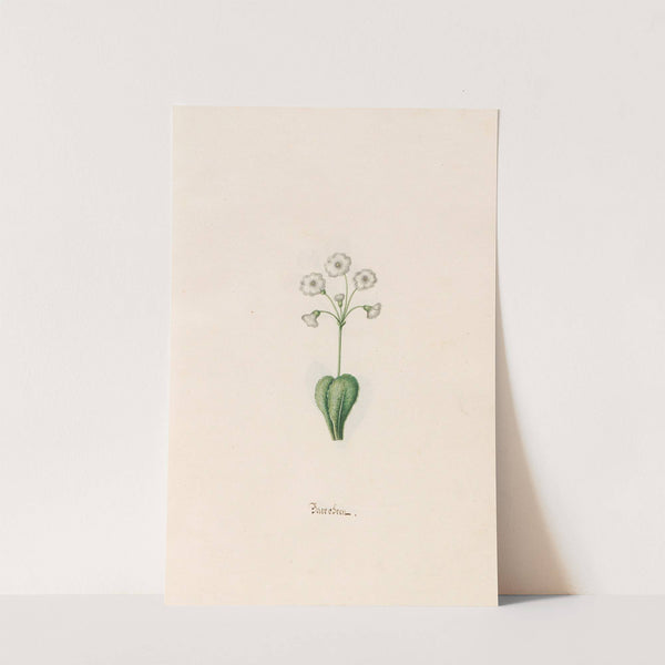 Baerobren (1692) by Magdelena Rosina Funck
