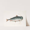 Bagre &c., The Cat-Fish. by Mark Catesby
