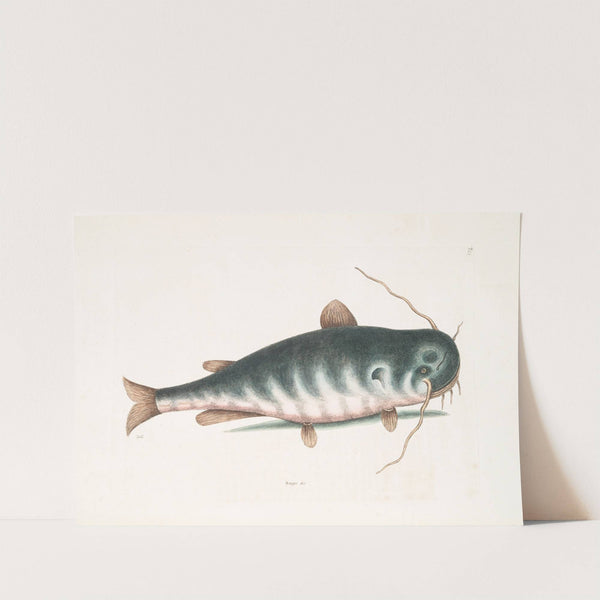 Bagre &c., The Cat-Fish. by Mark Catesby