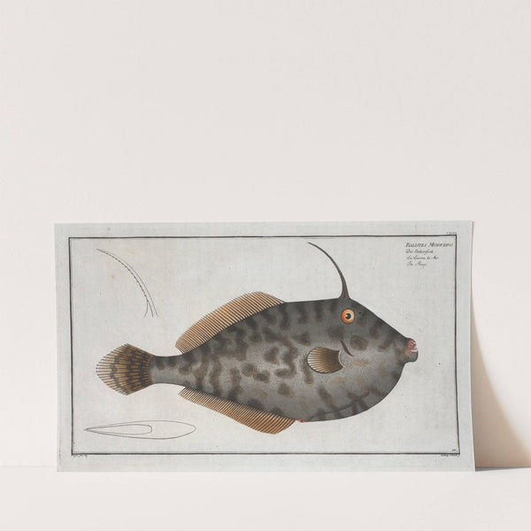 Balistes Monoceros, The Mingo. (1785-1797) by Marcus Elieser Bloch