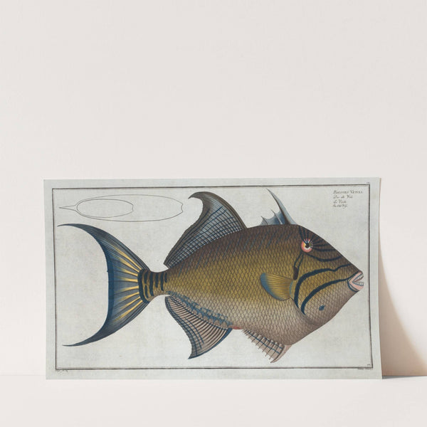 Balistes Vetula, The Old-Wife. (1785-1797) by Marcus Elieser Bloch