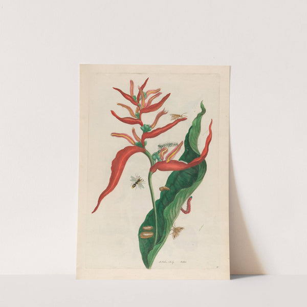 Ballia (1719) by Maria Sibylla Merian