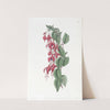 Balloon-flowered Fuchsia by Sydenham Edwards