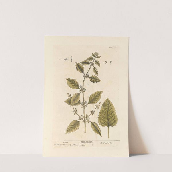 Balm by Elizabeth Blackwell