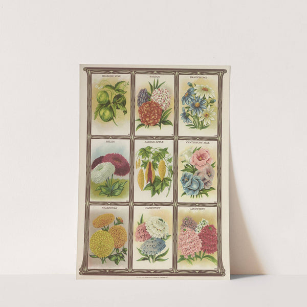 Baloon Vine, Balsam, Brachycome, Bellis…. (1921) by Genesee Valley Lithograph Co.