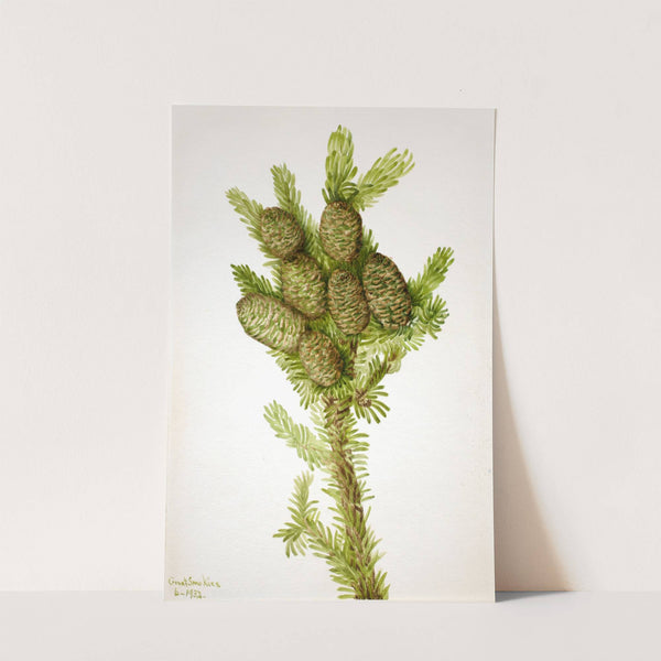 Balsam Fir (Albies fraseri) (1932) by Mary Vaux Walcott