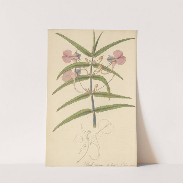 Balsamina setacea by William Jackson Hooker