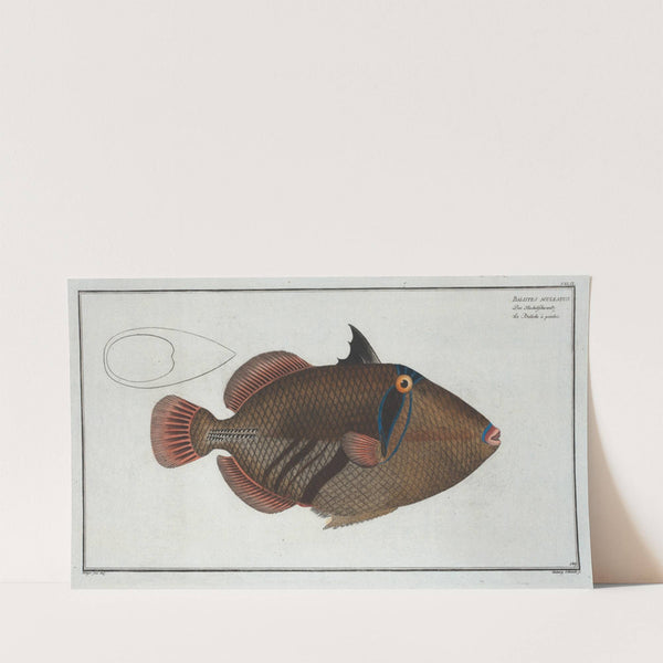 Balstes aculeatus. (1785-1797) by Marcus Elieser Bloch