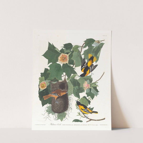Baltimore oriole by John James Audubon